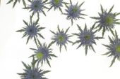 Eryngium