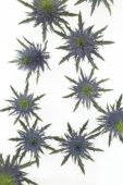 Eryngium