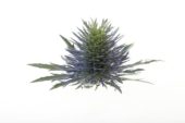 Eryngium