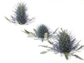 Eryngium