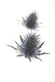 Eryngium