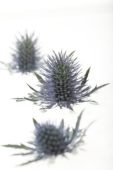 Eryngium