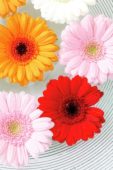 Gerbera mixed