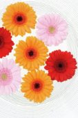 Gerbera mixed