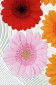 Gerbera mixed