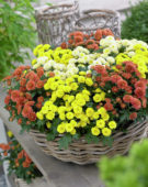 Chrysanthemum mixed