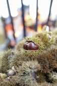 Collected chestnuts