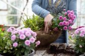 Planting autumn container