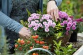 Planting autumn container
