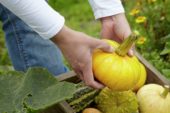 Collecting gourds