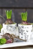 Hyacinten op pot