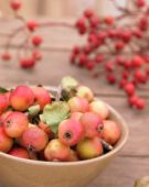 Crabapples and rose hips