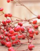 Rose hips