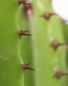 Euphorbia acruensis