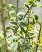 Ligustrum delavayanum Verstappens Gold ® Ligustrum delavayanum Verstappens Gold ®