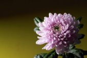 Chrysanthemum Rossano