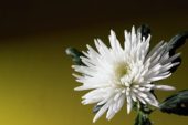 Chrysanthemum Anastasia