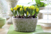 Tulipa Yellow Baby