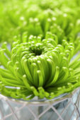 Chrysanthemum Anastasia Dark Green