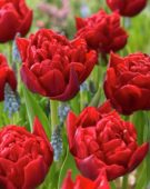 Tulipa double red