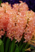 Hyacinthus Bestseller