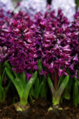 Hyacinthus Showmaster