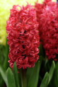 Hyacinthus Love Affair