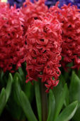 Hyacinthus Love Affair