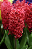 Hyacinthus Love Affair