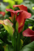 Zantedeschia Captain Fuego