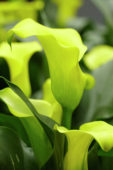 Zantedeschia Captain Morelli