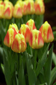 Tulipa Leto