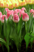 Tulipa Innuendo