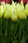 Tulipa Budlight