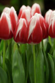 Tulipa Annemarie