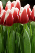Tulipa Annemarie