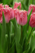 Tulipa Katie Melua