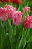 Tulipa Katie Melua