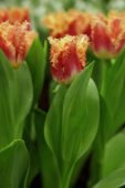 Tulipa Joint Devision