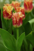 Tulipa Joint Devision