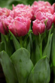 Tulipa Matchpoint