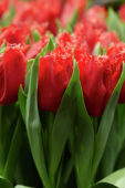 Tulipa Jetfire