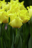 Tulipa Yellow Crown
