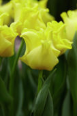 Tulipa Yellow Crown