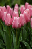 Tulipa Gabriella