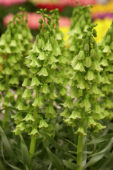 Fritillaria persica Alba