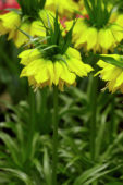 Fritillaria imperialis Lutea