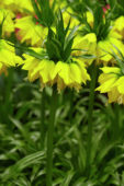 Fritillaria imperialis Lutea