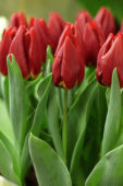 Tulipa Rea