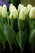 Tulipa Snowy Mountain